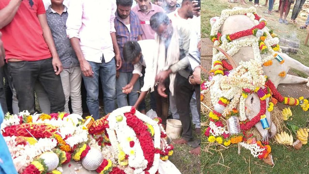 ಅಖಾಡದಲ್ಲಿ ಚಿರತೆಯಂತೆ ಓಡ್ತಿದ್ದ ರಾಸು ಅನಾರೋಗ್ಯದಿಂದ ಸಾವು: ಎತ್ತನ್ನ ನೋಡಲು ಆಗಮಿಸಿದ ನಾನಾ ಜಿಲ್ಲೆಯ ಜನ! ಅಖಾಡದಲ್ಲಿ ಚಿರತೆಯಂತೆ ಓಡ್ತಿದ್ದ ರಾಸು ಅನಾರೋಗ್ಯದಿಂದ ಸಾವು: ಎತ್ತನ್ನ ನೋಡಲು ಆಗಮಿಸಿದ ನಾನಾ ಜಿಲ್ಲೆಯ ಜನ!