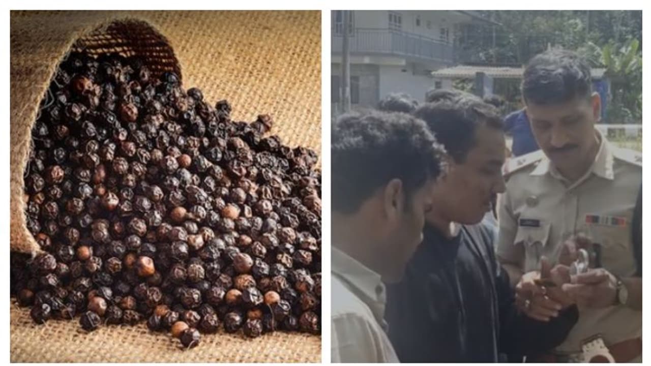 ഇഷ്ടം കുരുമുളകിനോട്, എത്രയും കടത്തും; പൂട്ട് പൊട്ടിക്കുന്നതിൽ സമാനത, ഒടുവിൽപെട്ടു ഇഷ്ടം കുരുമുളകിനോട്, എത്രയും കടത്തും; പൂട്ട് പൊട്ടിക്കുന്നതിൽ സമാനത, ഒടുവിൽപെട്ടു