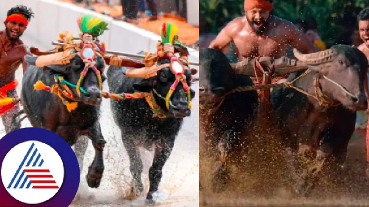 ಬೆಂಗಳೂರು ಕಂಬಳಕ್ಕೆ ಅದ್ಧೂರಿ ತೆರೆ; ಕಾಂತಾರದಲ್ಲಿ ರಿಷಬ್ ಓಡಿಸಿದ್ದ ಕೋಣಗಳಿಗೆ ಪ್ರಥಮ ಬಹುಮಾನ! ಬೆಂಗಳೂರು ಕಂಬಳಕ್ಕೆ ಅದ್ಧೂರಿ ತೆರೆ; ಕಾಂತಾರದಲ್ಲಿ ರಿಷಬ್ ಓಡಿಸಿದ್ದ ಕೋಣಗಳಿಗೆ ಪ್ರಥಮ ಬಹುಮಾನ!