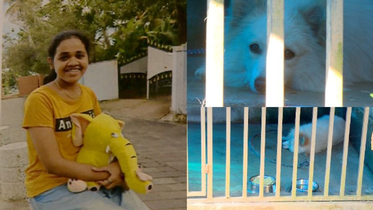 ആന് എവിടെ? ആരോട് ചോദിക്കും? ഒന്നും കഴിക്കാതെ മിണ്ടാതെ റിബിള്, നൊമ്പരക്കാഴ്ച ആന് എവിടെ? ആരോട് ചോദിക്കും? ഒന്നും കഴിക്കാതെ മിണ്ടാതെ റിബിള്, നൊമ്പരക്കാഴ്ച