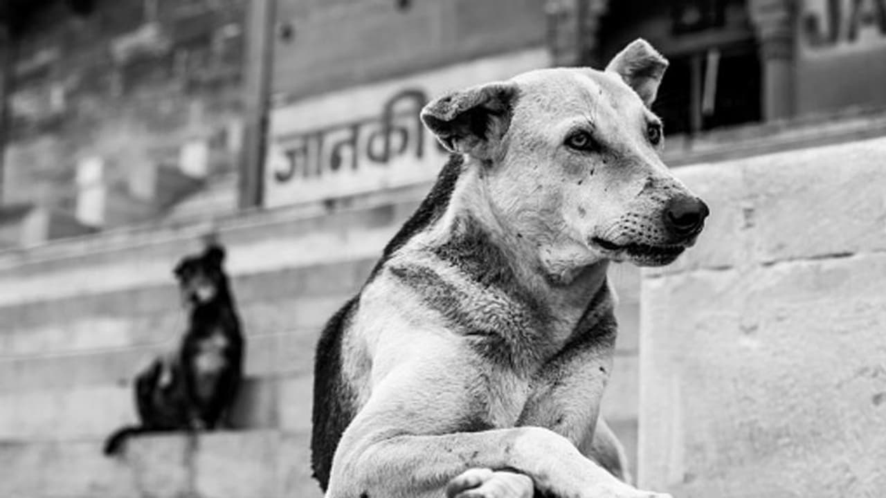നായയെ രക്ഷിക്കാന് ബൈക്ക് വെട്ടിച്ചു; മരിച്ച യുവാവിന്റെ വീട്ടിലെത്തി അമ്മയെ കണ്ട് സങ്കടം ബോധിപ്പിച്ച് നായ ! നായയെ രക്ഷിക്കാന് ബൈക്ക് വെട്ടിച്ചു; മരിച്ച യുവാവിന്റെ വീട്ടിലെത്തി അമ്മയെ കണ്ട് സങ്കടം ബോധിപ്പിച്ച് നായ !