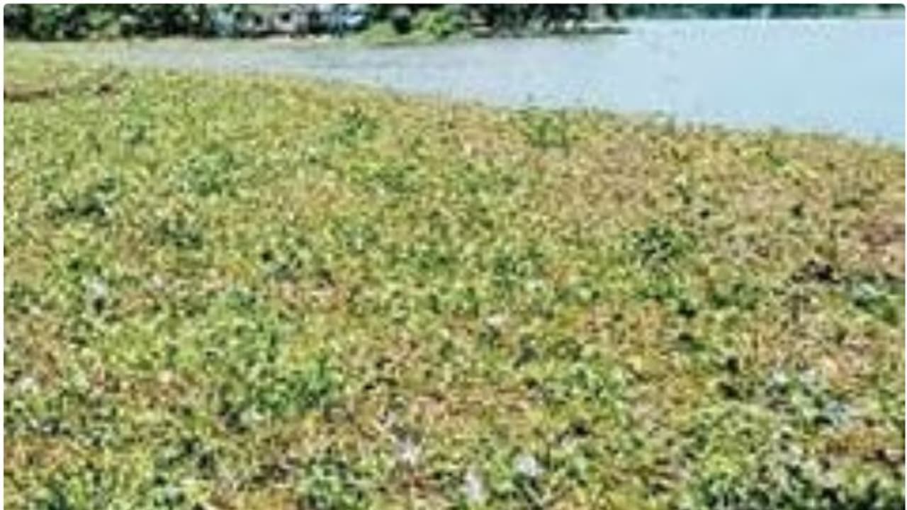 പുഴയിലേക്ക് കുളവാഴയും ചണ്ടിയും നിക്ഷേപിച്ച സംഭവം; കരാറുകാരനെ ടെര്മിനേറ്റ് ചെയ്യാന് തീരുമാനം പുഴയിലേക്ക് കുളവാഴയും ചണ്ടിയും നിക്ഷേപിച്ച സംഭവം; കരാറുകാരനെ ടെര്മിനേറ്റ് ചെയ്യാന് തീരുമാനം