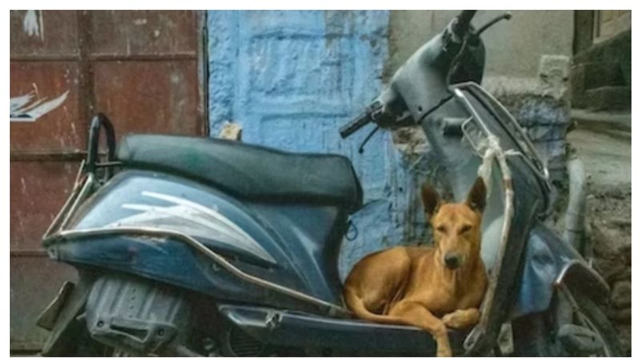 മകന്‍റെ മരണത്തിന് കാരണമായ തെരുവ് നായയെ ദത്തെടുത്ത് കുടുംബം !