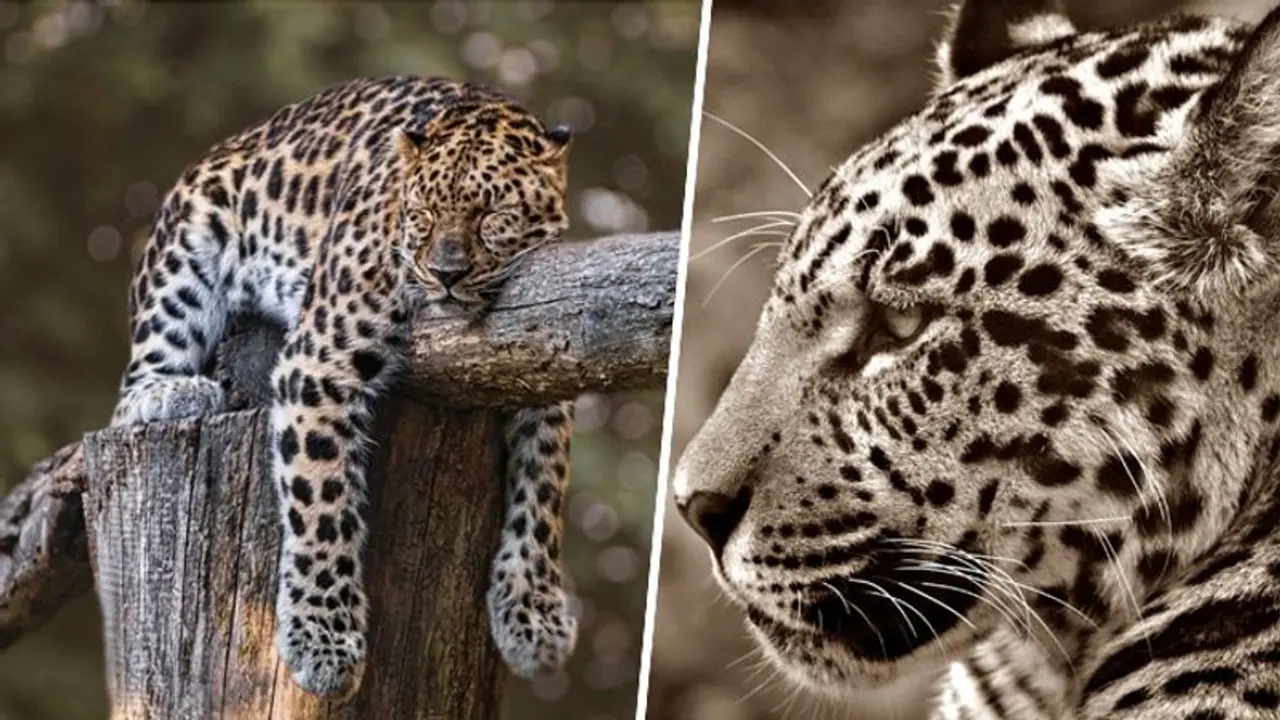 International Jaguar Day 2023: Date, history and significance International Jaguar Day 2023: Date, history and significance