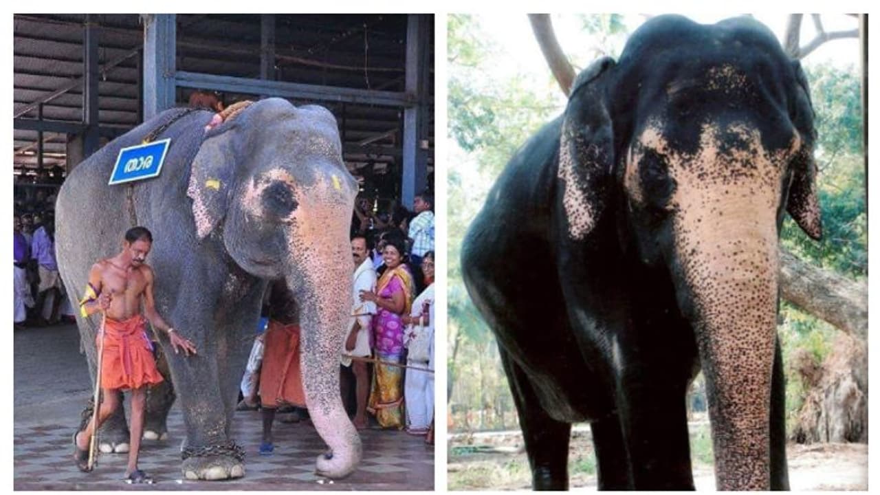 സർക്കസ് കലാകാരിയിൽ നിന്ന് പുന്നത്തൂർ ആനക്കോട്ടയിലേക്ക്; ഏഷ്യയിലെ തന്നെ ഏറ്റവും പ്രായമേറിയ ആന 'താര' ചരിഞ്ഞു സർക്കസ് കലാകാരിയിൽ നിന്ന് പുന്നത്തൂർ ആനക്കോട്ടയിലേക്ക്; ഏഷ്യയിലെ തന്നെ ഏറ്റവും പ്രായമേറിയ ആന 'താര' ചരിഞ്ഞു