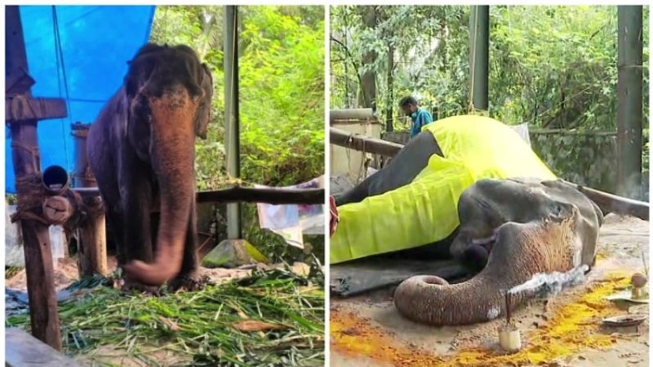 6 പതിറ്റാണ്ട് ഗുരുവായൂരപ്പന്റെ തിടമ്പേറ്റിയ 'താര' ഇനിയില്ല; പുന്നത്തൂരിലെത്തിയത് 'ഗുരുവായൂർ കേശവനൊ'പ്പം 6 പതിറ്റാണ്ട് ഗുരുവായൂരപ്പന്റെ തിടമ്പേറ്റിയ 'താര' ഇനിയില്ല; പുന്നത്തൂരിലെത്തിയത് 'ഗുരുവായൂർ കേശവനൊ'പ്പം