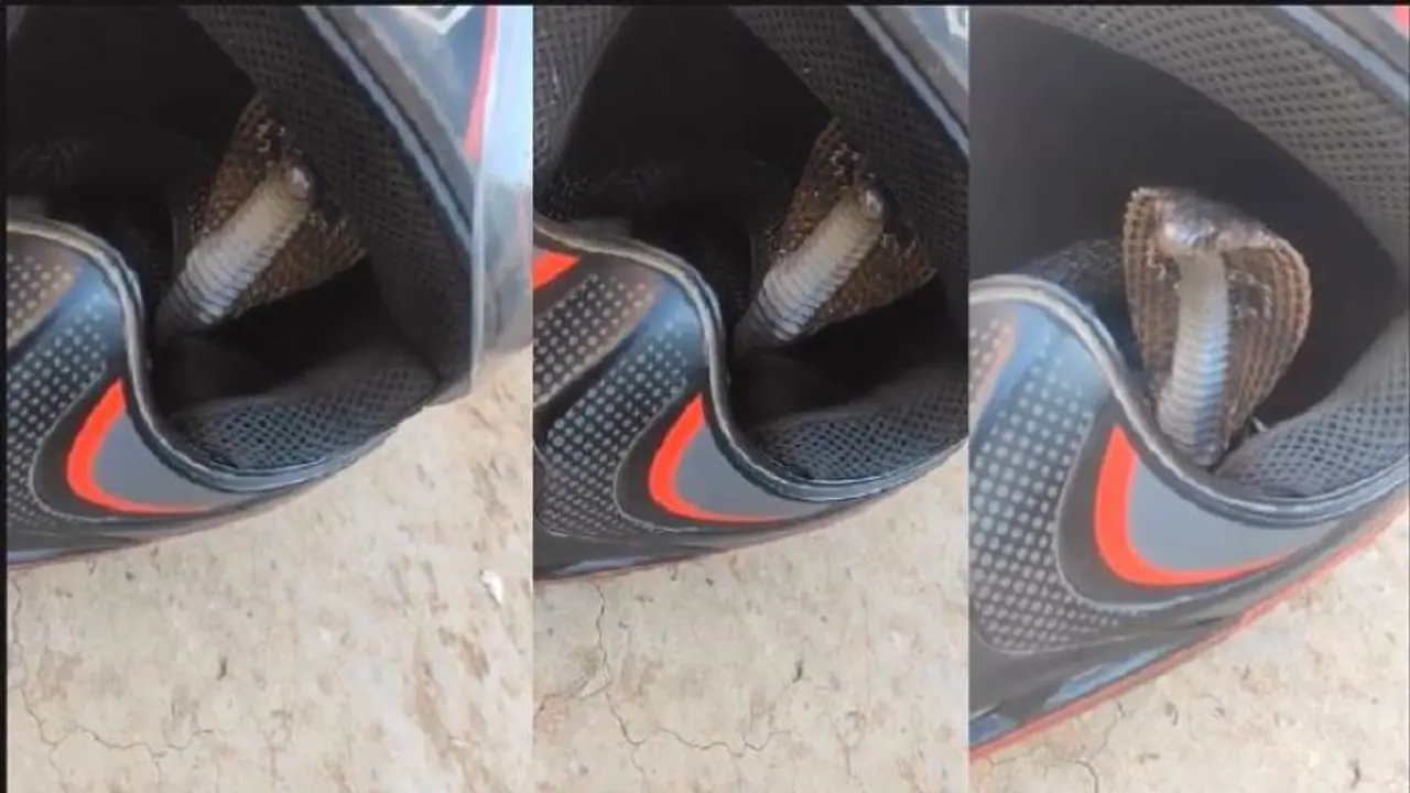 ಹಾವಿಗೂ ಟ್ರಾಫಿಕ್ ಪೊಲೀಸರ ಕಾಟನಾ? ಹೆಲ್ಮೆಟ್ ಒಳಗಿನಿಂದಲೇ ಹೆಡೆಯೆತ್ತಿ ಬುಸುಗುಟ್ಟಿದ ನಾಗರಹಾವು ಹಾವಿಗೂ ಟ್ರಾಫಿಕ್ ಪೊಲೀಸರ ಕಾಟನಾ? ಹೆಲ್ಮೆಟ್ ಒಳಗಿನಿಂದಲೇ ಹೆಡೆಯೆತ್ತಿ ಬುಸುಗುಟ್ಟಿದ ನಾಗರಹಾವು