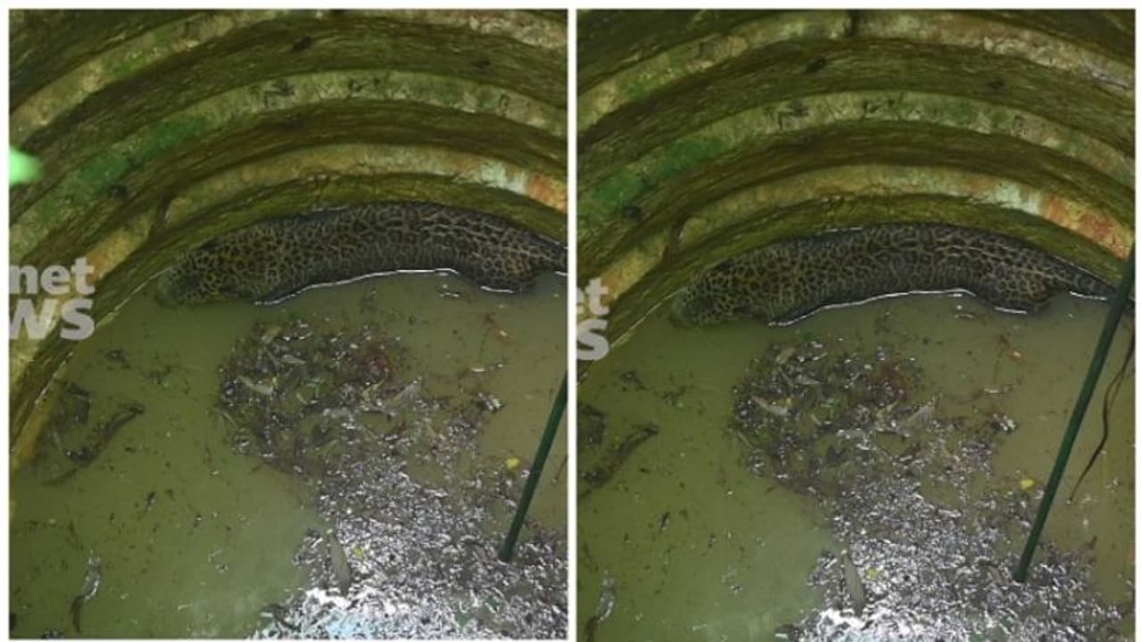 കണ്ണൂരില് വീട്ടുമുറ്റത്തെ കിണറ്റിൽ പുള്ളിപ്പുലി വീണു; രക്ഷപ്പെടുത്താൻ ശ്രമം, വനംവകുപ്പ് സ്ഥലത്ത് കണ്ണൂരില് വീട്ടുമുറ്റത്തെ കിണറ്റിൽ പുള്ളിപ്പുലി വീണു; രക്ഷപ്പെടുത്താൻ ശ്രമം, വനംവകുപ്പ് സ്ഥലത്ത്