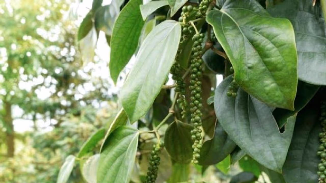 കിലോയ്ക്ക് 700 രൂപയ്ക്ക് മുകളിൽ കുരുമുളക് വില, കുത്തനെയിടിഞ്ഞ് ഉത്പാദനം, കർഷകർ പ്രതിസന്ധിയിൽ കിലോയ്ക്ക് 700 രൂപയ്ക്ക് മുകളിൽ കുരുമുളക് വില, കുത്തനെയിടിഞ്ഞ് ഉത്പാദനം, കർഷകർ പ്രതിസന്ധിയിൽ