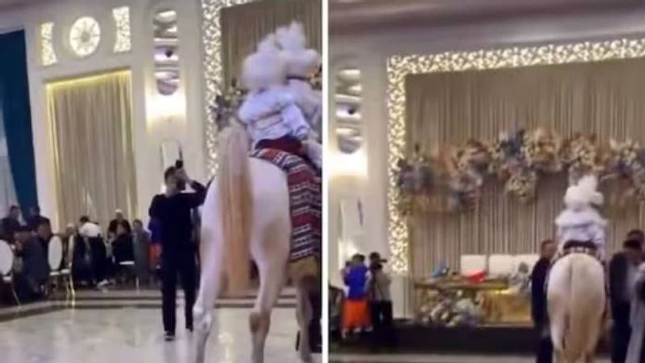 മാസ്സ് എൻട്രി, പക്ഷേ വിവാഹവേദിയിലെത്തിയതോടെ കുതിരയുടെ മലമൂത്രവിസർജ്ജനം..!