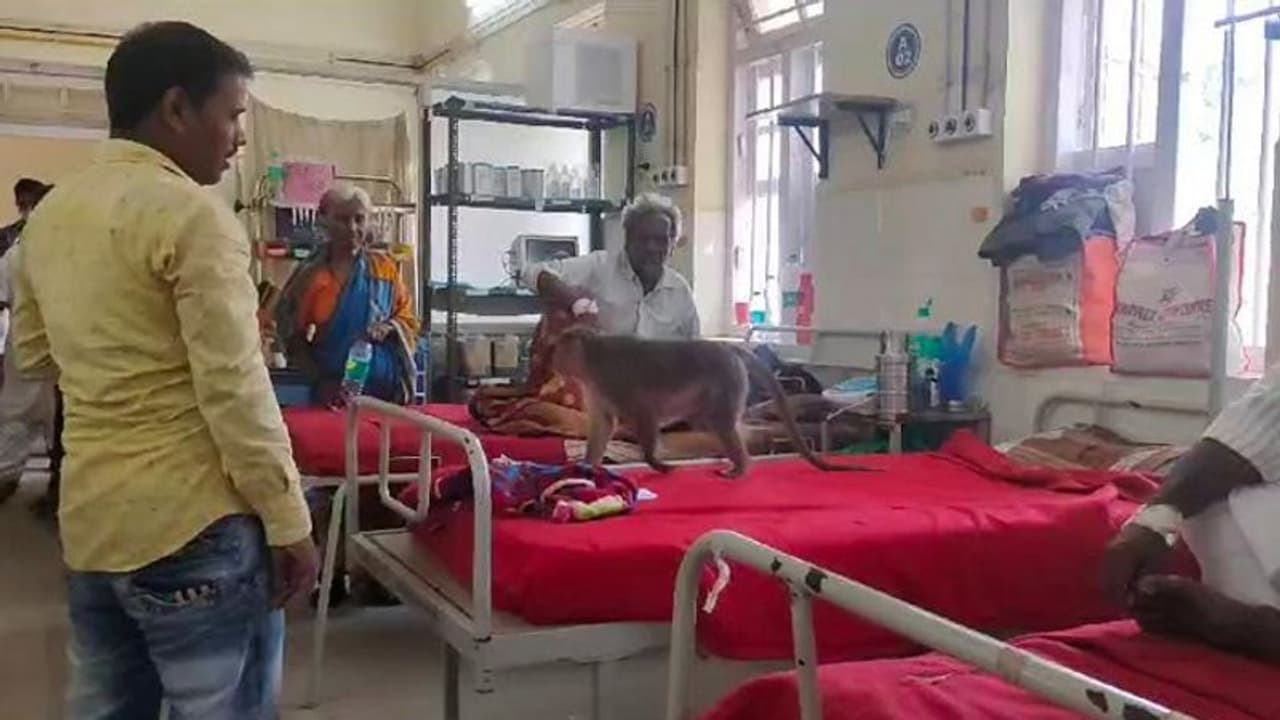 ಚಿತ್ರದುರ್ಗ: ಜಿಲ್ಲಾಸ್ಪತ್ರೆಯಲ್ಲಿ ಕೋತಿಗಳ ಕಿರಿಕ್, ಆತಂಕದಲ್ಲಿ ರೋಗಿಗಳು..! ಚಿತ್ರದುರ್ಗ: ಜಿಲ್ಲಾಸ್ಪತ್ರೆಯಲ್ಲಿ ಕೋತಿಗಳ ಕಿರಿಕ್, ಆತಂಕದಲ್ಲಿ ರೋಗಿಗಳು..!