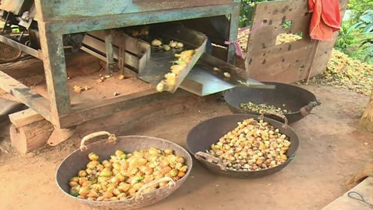 ಚಿಕ್ಕಮಗಳೂರು: ಅಡಿಕೆ ಬೆಳೆಗಾರರ ಗಾಯದ ಮೇಲೆ ಬರೆ ಎಳೆಯಲು ಮುಂದಾದ ಸರ್ಕಾರ..!