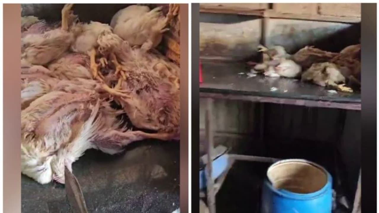 തിരുവനന്തപുരത്ത് ചത്ത കോഴിയെ വിൽക്കാൻ ശ്രമം, നാട്ടുകാർ ഇടപെട്ട് തടഞ്ഞു, നടപടിയെടുത്ത് ആരോഗ്യവിഭാഗം തിരുവനന്തപുരത്ത് ചത്ത കോഴിയെ വിൽക്കാൻ ശ്രമം, നാട്ടുകാർ ഇടപെട്ട് തടഞ്ഞു, നടപടിയെടുത്ത് ആരോഗ്യവിഭാഗം