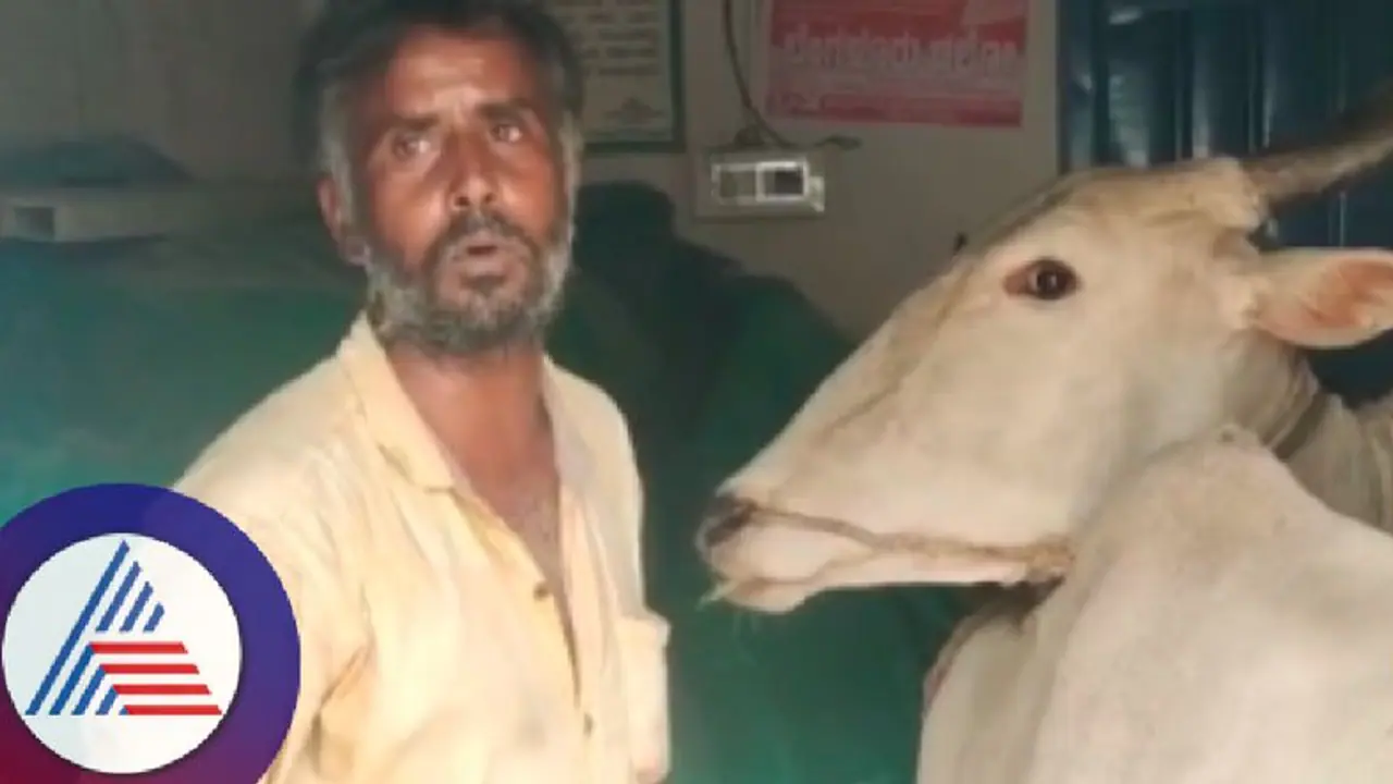 ಕೊಟ್ಟಿಗೆ ನಿರ್ಮಾಣಕ್ಕೆ ಲೋನ್ ಕೊಡದೇ 4 ವರ್ಷಗಳಿಂದ ಪಿಡಿಒ ಕಿರುಕುಳ; ಗ್ರಾಪಂ ಒಳಗೇ ಹಸು ಕಟ್ಟಿಹಾಕಿ ಪ್ರತಿಭಟಿಸಿದ ರೈತ! 