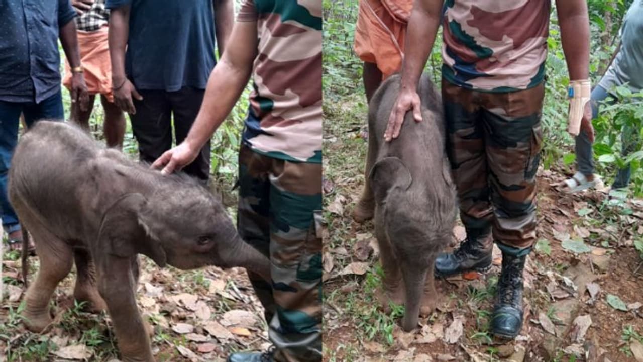 കുഞ്ഞിക്കണ്ണ് തുറന്നിട്ട് മണിക്കൂറുകൾ മാത്രം, അമ്മയാനയെ കാണാനില്ല, പത്തനംതിട്ടയിൽ കുട്ടിക്കൊമ്പൻ അവശനിലയിൽ