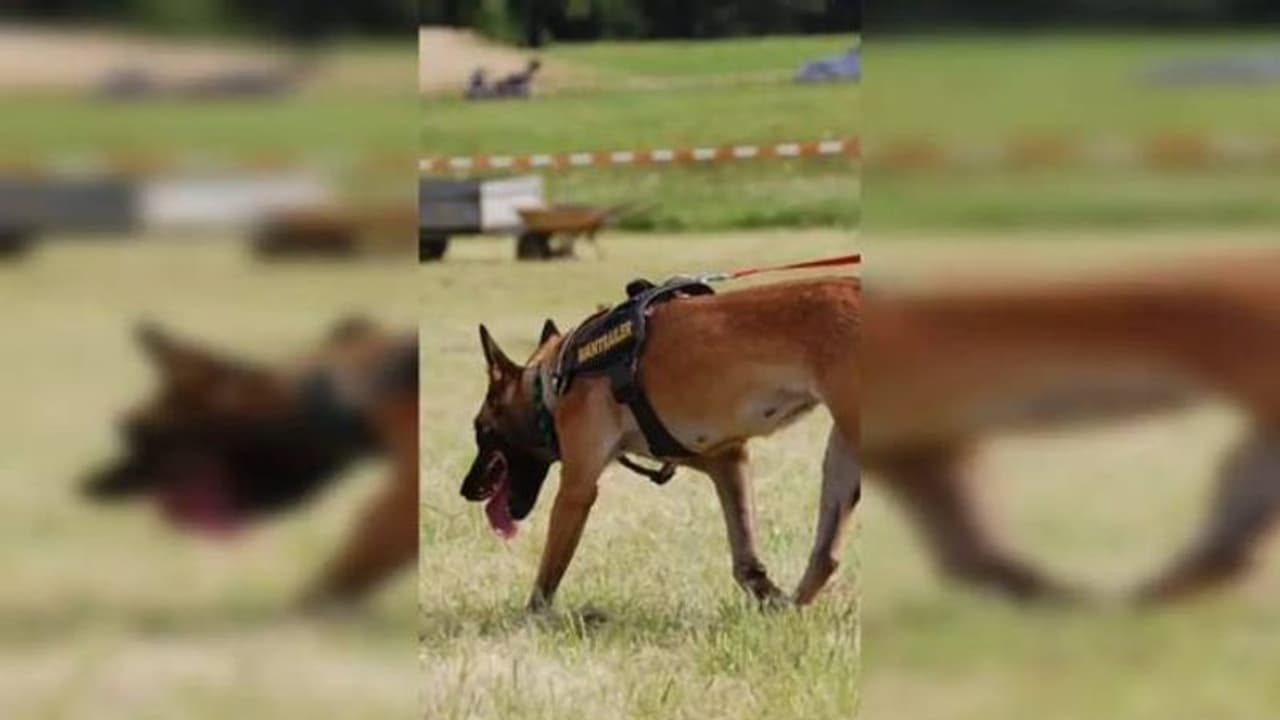 തട്ടിക്കൊണ്ടുപോയ 6 വയസുകാരനെ 90 മിനിറ്റിനുള്ളിൽ കണ്ടെത്തി, ഹീറോയായി പൊലീസ് നായ ലിയോ തട്ടിക്കൊണ്ടുപോയ 6 വയസുകാരനെ 90 മിനിറ്റിനുള്ളിൽ കണ്ടെത്തി, ഹീറോയായി പൊലീസ് നായ ലിയോ