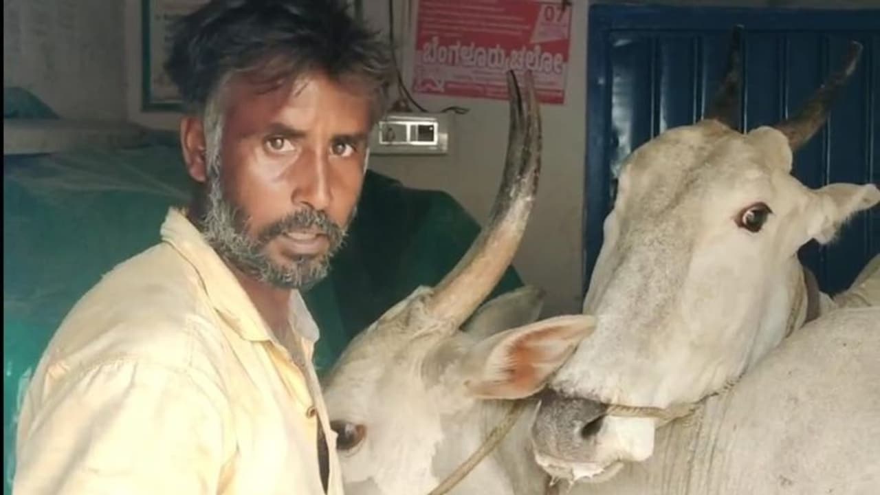 ನರೇಗಾ ಕಾಮಗಾರಿಯ ಬಿಲ್ಲು ತಡೆ: ದನಗಳ ಸಮೇತ ಕಚೇರಿಗೆ ನುಗ್ಗಿದ ರೈತ ನರೇಗಾ ಕಾಮಗಾರಿಯ ಬಿಲ್ಲು ತಡೆ: ದನಗಳ ಸಮೇತ ಕಚೇರಿಗೆ ನುಗ್ಗಿದ ರೈತ