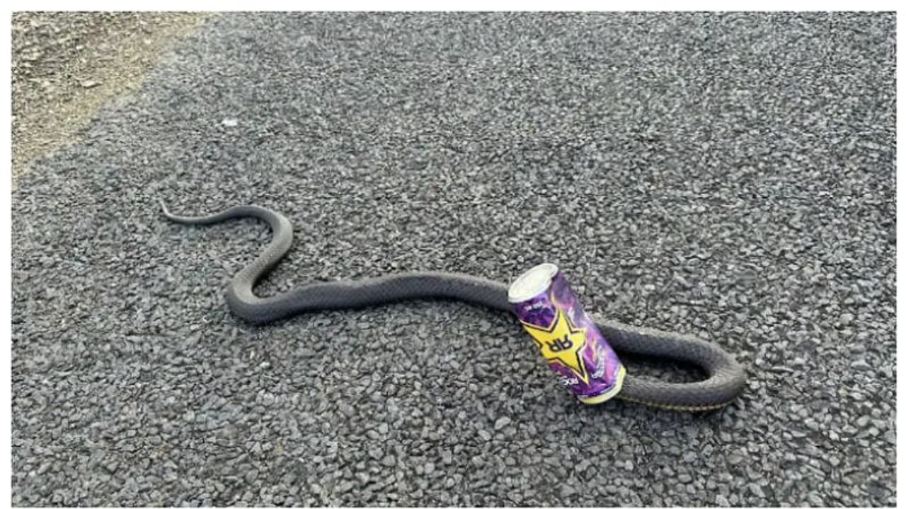 'അല്പം എനര്‍ജിക്കായി തലയിട്ടതാ...': എനർജി ഡ്രിങ്ക് ക്യാനിൽ കുടുങ്ങിപ്പോയ വിഷപ്പാമ്പ്; പിന്നീട് സംഭവിച്ചത് !