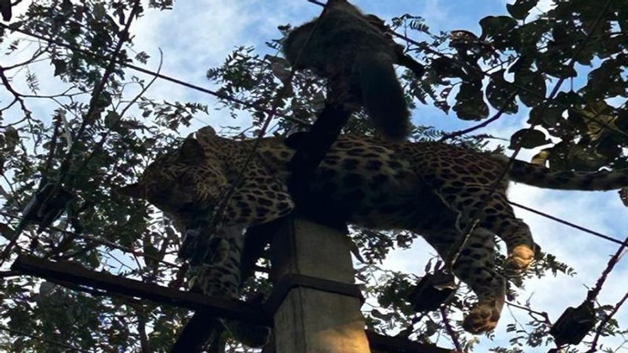 ಉತ್ತರಕನ್ನಡ: ಕಾಡು ಬೆಕ್ಕು ಹಿಡಿಯಲು ಹೋಗಿ ವಿದ್ಯುತ್ ತಂತಿ ತಗುಲಿ ಚಿರತೆ ಸಾವು ಉತ್ತರಕನ್ನಡ: ಕಾಡು ಬೆಕ್ಕು ಹಿಡಿಯಲು ಹೋಗಿ ವಿದ್ಯುತ್ ತಂತಿ ತಗುಲಿ ಚಿರತೆ ಸಾವು