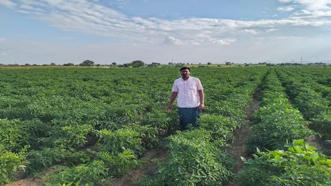 ಮೆಣಸಿನಕಾಯಿ ಬೆಳೆಗೆ ಕಂಟಕವಾದ ಕಪ್ಪು ನುಸಿ ರೋಗ: ಆತಂಕದಲ್ಲಿ ರೈತರು ಮೆಣಸಿನಕಾಯಿ ಬೆಳೆಗೆ ಕಂಟಕವಾದ ಕಪ್ಪು ನುಸಿ ರೋಗ: ಆತಂಕದಲ್ಲಿ ರೈತರು