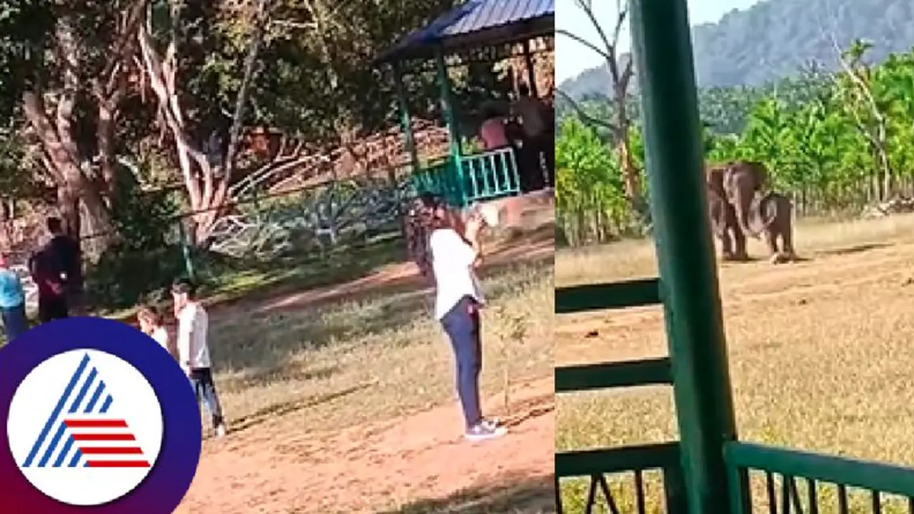  ಪ್ರಿವೆಡ್ಡಿಂಗ್ ಶೂಟ್ ವೇಳೆ ಅಯಾತಪ್ಪಿ ಬಿದ್ದ ಮಾವುತ; ಆನೆ ಭಯಕ್ಕೆ ಮದುವೆ ಜೋಡಿ ಓಟ! ಆಗಿದ್ದೇನು?