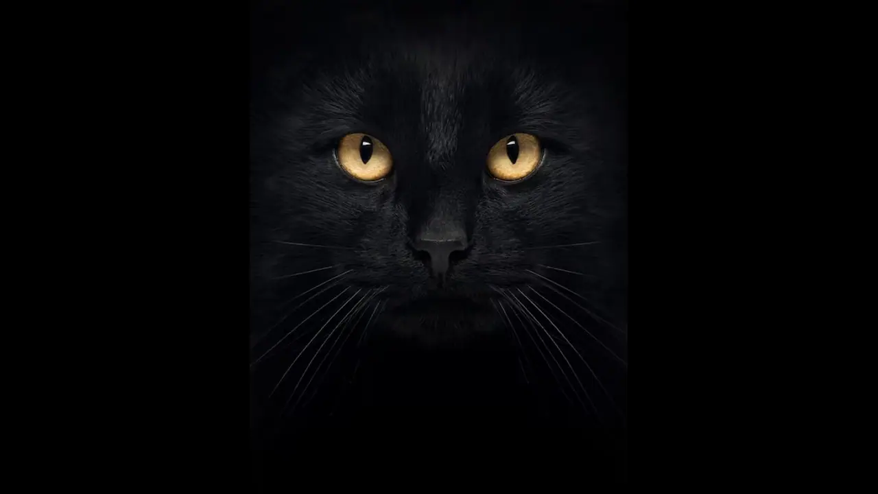 സാധാരണയേക്കാൾ നീളം, പല്ലുകൾ കാലുകളിൽ ആഴ്ന്നിറങ്ങി; ചത്തിട്ടും പിടിവിട്ടില്ല, ഗൃഹനാഥന് കരമ്പൂച്ചയുടെ കടിയേറ്റു