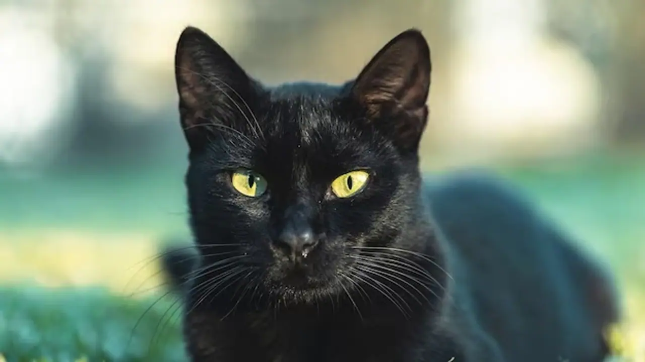 ಸಾಕು ಬೆಕ್ಕು ಕಚ್ಚಿ ವಾರದ ಅಂತರದಲ್ಲಿ ಅಪ್ಪ ಮಗ ಸಾವು