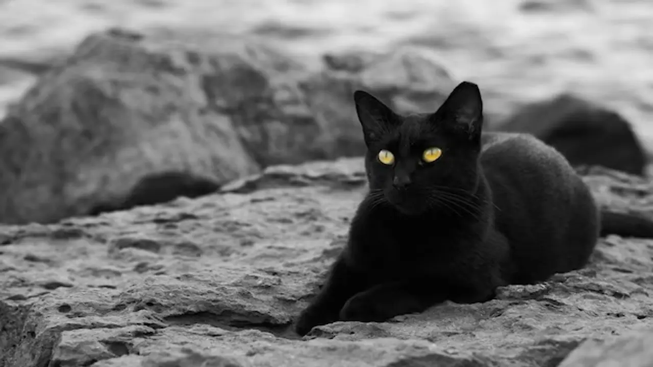 ಕಪ್ಪು ಬೆಕ್ಕು ಯಾಕಷ್ಟು ಭಯಾನಕ? ಅದು ಅಪಶಕುನ ಅನ್ನೋದು ನಿಜವಾ?