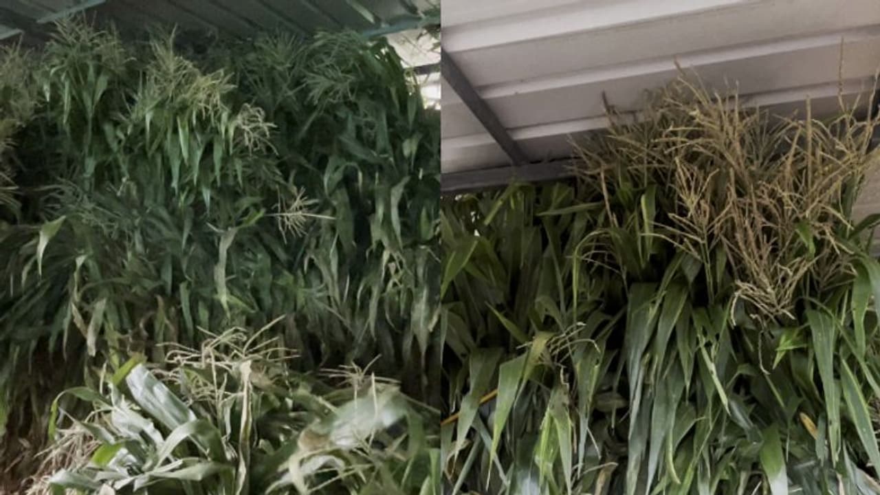 'മലയാളികൾ നട്ട് വളര്ത്തിയത് കൊണ്ടുവന്നാൽ പോലും കര്ണാടക തടയുന്നു, വയനാട്ടിൽ ചോളത്തണ്ട് പ്രതിസന്ധി, ആശങ്ക 'മലയാളികൾ നട്ട് വളര്ത്തിയത് കൊണ്ടുവന്നാൽ പോലും കര്ണാടക തടയുന്നു, വയനാട്ടിൽ ചോളത്തണ്ട് പ്രതിസന്ധി, ആശങ്ക