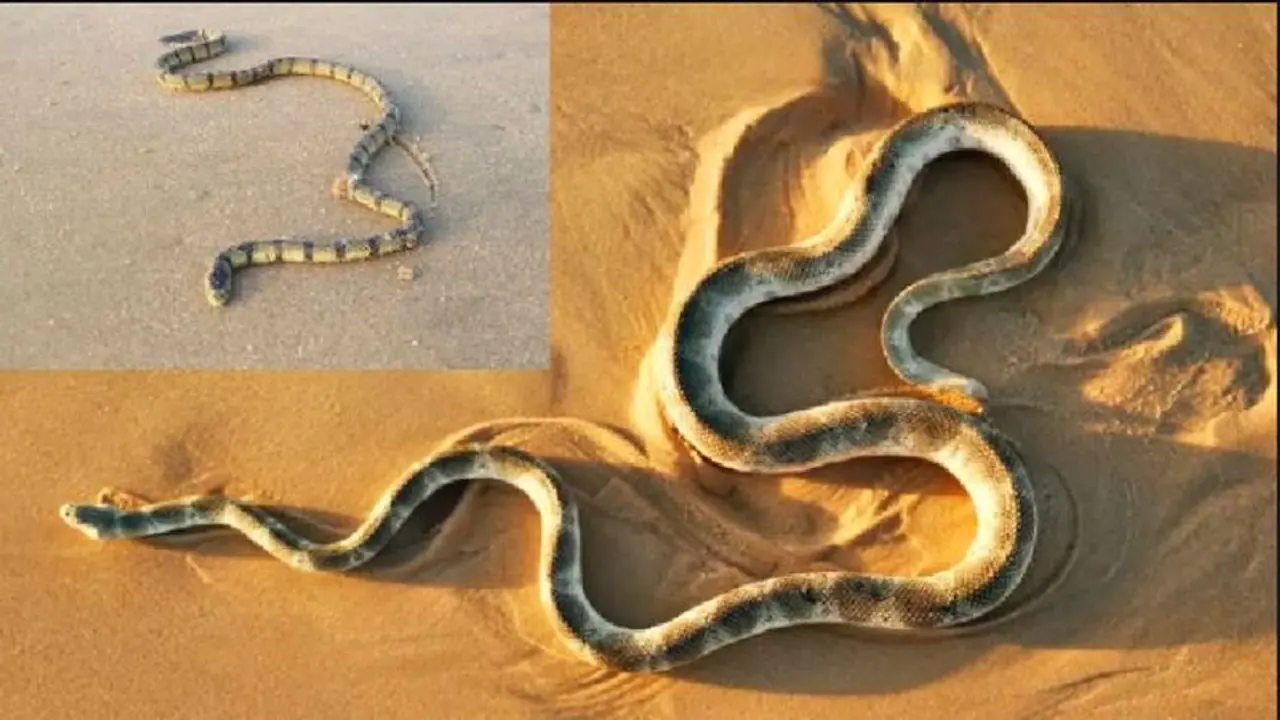 ಮೀನುಗಾರರ ಬಲೆ ಸೇರಿ, ತೀರಕ್ಕೆ ಬಂದ ಅಪರೂಪದ ಅತೀ ವಿಷಕಾರಿ ಸಮುದ್ರ ಹಾವು