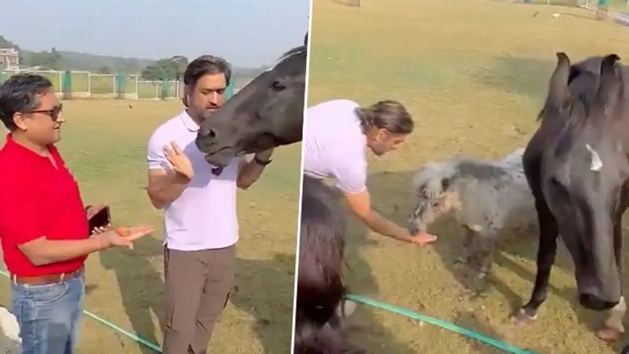 Viral Video: Pet lover MS Dhoni feeding horses takes the internet by storm (WATCH)