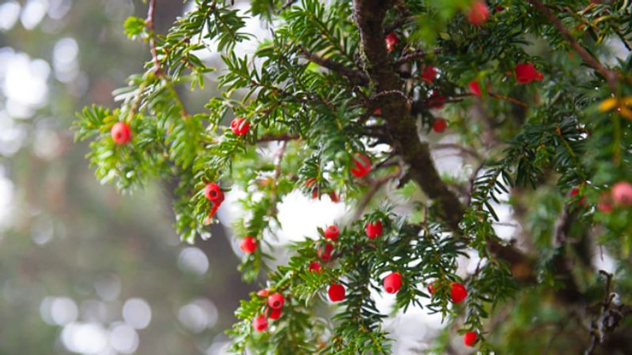 ഇഷ്ട വിനോദം മരണക്കണിയായി, പാർക്കിലെത്തിയ 14കാരന് ദാരുണാന്ത്യം, കാരണം ഞെട്ടിക്കും... 