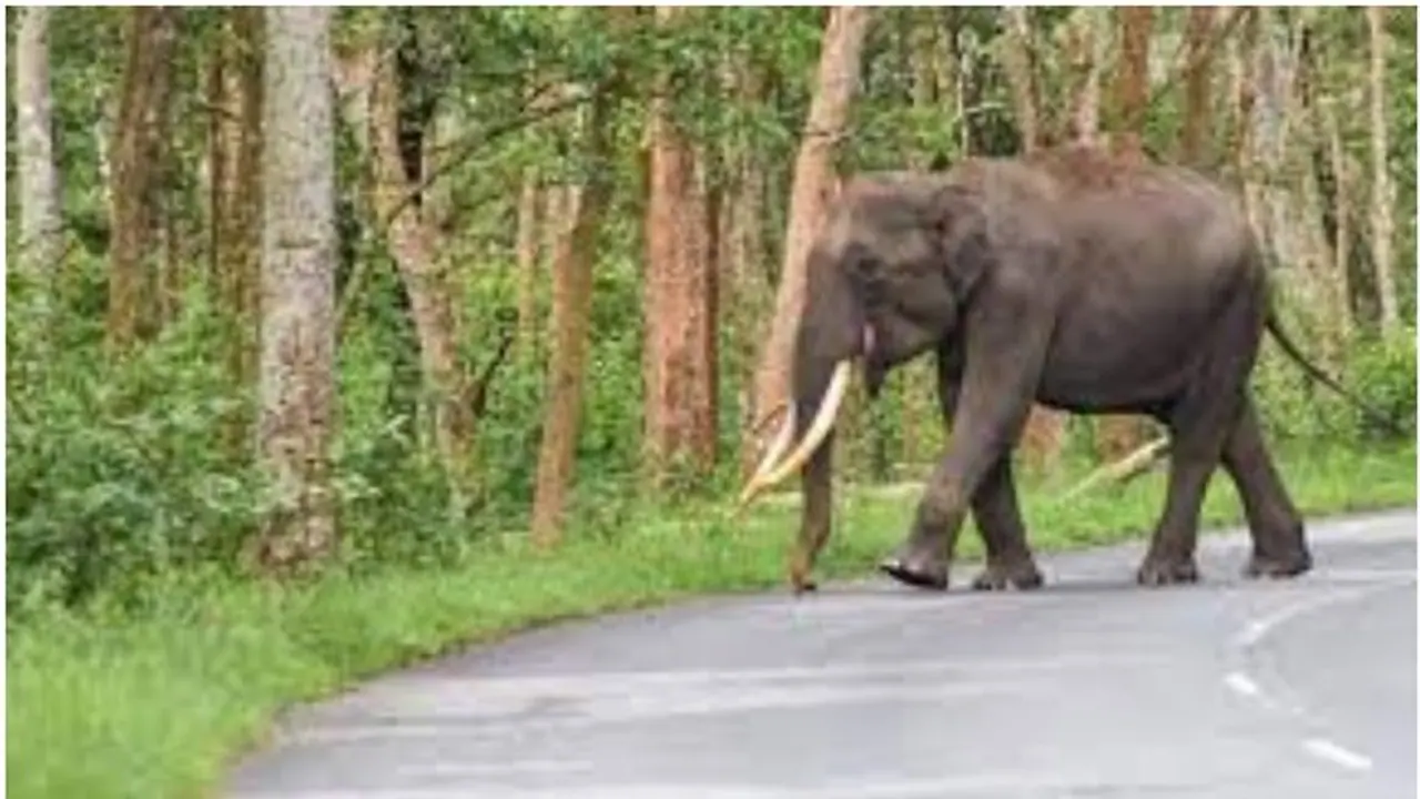 Kerala: Wild elephant dies after being hit by a bus with Sabarimala pilgrims Kerala: Wild elephant dies after being hit by a bus with Sabarimala pilgrims