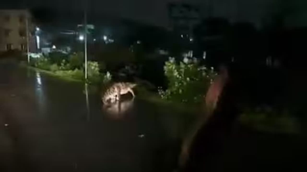 முதலையால் பாதிப்பு இல்லை: வனத்துறை செயலாளர் சுப்ரியா சாஹு தகவல்! முதலையால் பாதிப்பு இல்லை: வனத்துறை செயலாளர் சுப்ரியா சாஹு தகவல்!