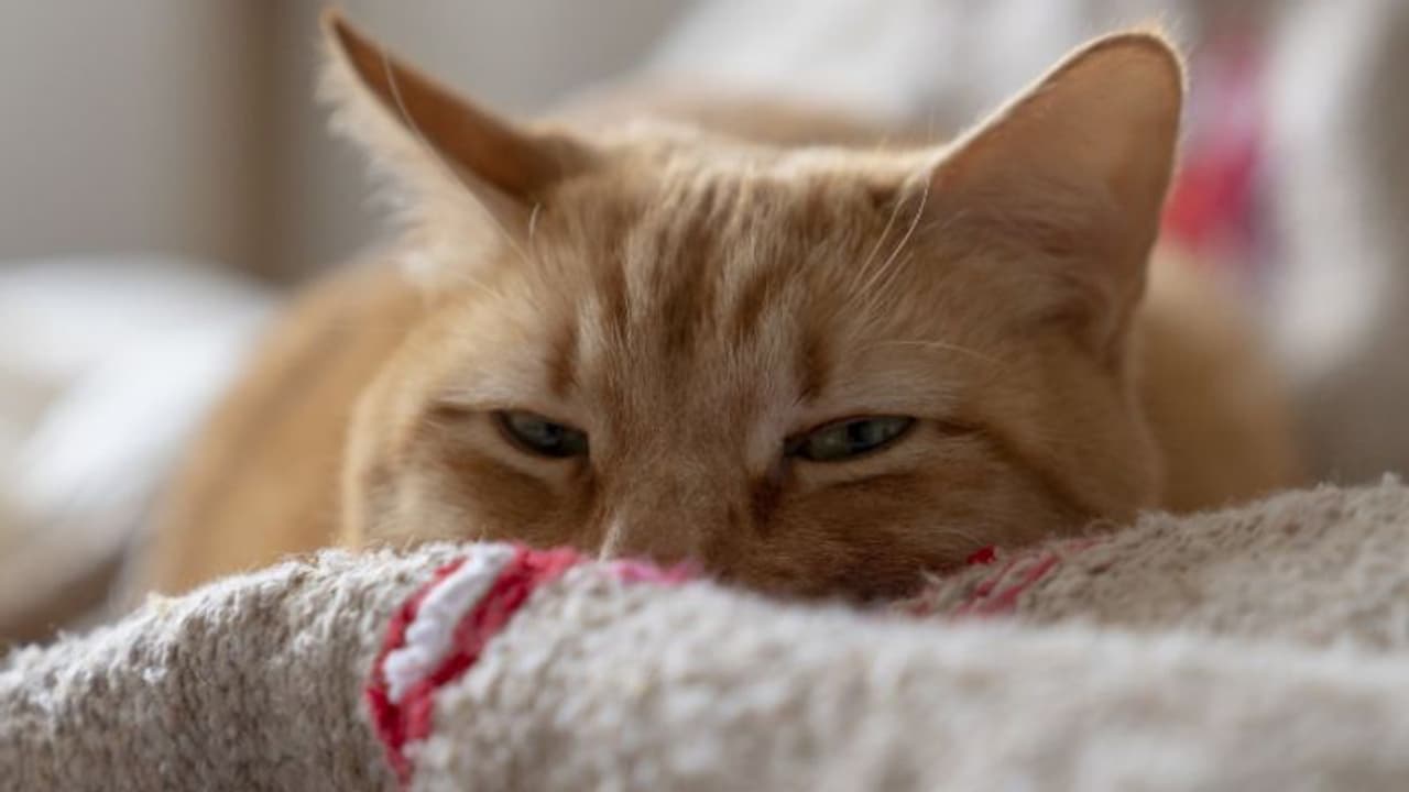 ഓമനിച്ചു വളർത്തിയ പൂച്ച കടിച്ചു, അധ്യാപകനും മകനും ദാരുണാന്ത്യം