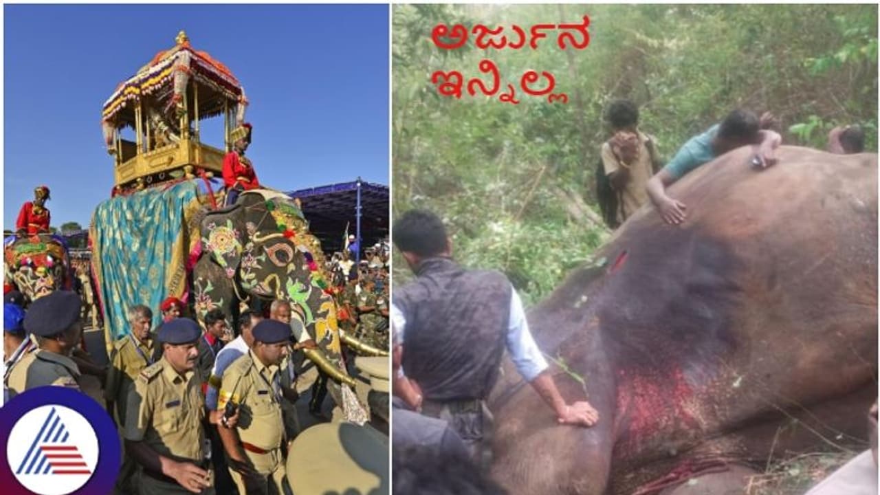 ಮೈಸೂರು ದಸರಾದಲ್ಲಿ 7 ಬಾರಿ ಅಂಬಾರಿ ಹೊತ್ತ ಅರ್ಜುನ ಆನೆ ವೀರಮರಣ: ಮಾವುತನ ಪ್ರಾಣಕ್ಕಾಗಿ ತನ್ನ ಜೀವ ಬಲಿದಾನ