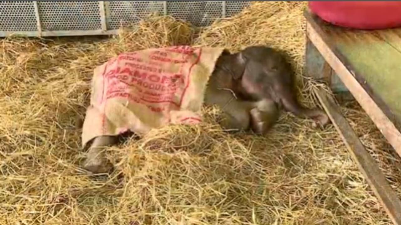 18 ദിവസം മാത്രം പ്രായം, പത്തനംതിട്ടയില് പ്രസവിച്ചയുടൻ അമ്മയാന ഉപേക്ഷിച്ചുപോയ കുട്ടിക്കൊമ്പന് ചരിഞ്ഞു 18 ദിവസം മാത്രം പ്രായം, പത്തനംതിട്ടയില് പ്രസവിച്ചയുടൻ അമ്മയാന ഉപേക്ഷിച്ചുപോയ കുട്ടിക്കൊമ്പന് ചരിഞ്ഞു