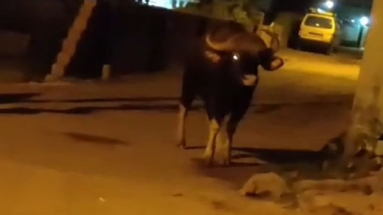 ಮಂಗಳೂರು ನಗರದಲ್ಲಿ ಮತ್ತೆ ಕಾಡುಕೋಣ ಪ್ರತ್ಯಕ್ಷ..! ಮಂಗಳೂರು ನಗರದಲ್ಲಿ ಮತ್ತೆ ಕಾಡುಕೋಣ ಪ್ರತ್ಯಕ್ಷ..!