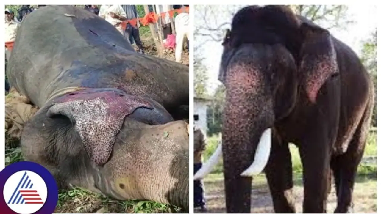 Karnataka: Negligence of forest officials led to Captain Arjuna elephant's death?