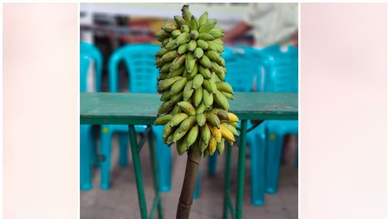 വീണ്ടും വൻ ഹിറ്റായി കെ റെയിൽ വിരുദ്ധ വാഴക്കുല ലേലം; കൊച്ചിയിൽ വാഴക്കുലയ്ക്ക് കിട്ടിയത് 40,300 രൂപ