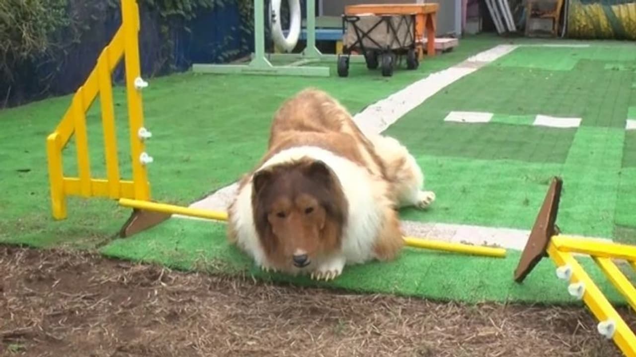 നായ ആകാൻ ശ്രമിച്ചു, എന്നാല് നായയെ പോലെ പറ്റുന്നില്ല; നെഗറ്റീവ് കമന്റുകള്... നായ ആകാൻ ശ്രമിച്ചു, എന്നാല് നായയെ പോലെ പറ്റുന്നില്ല; നെഗറ്റീവ് കമന്റുകള്...