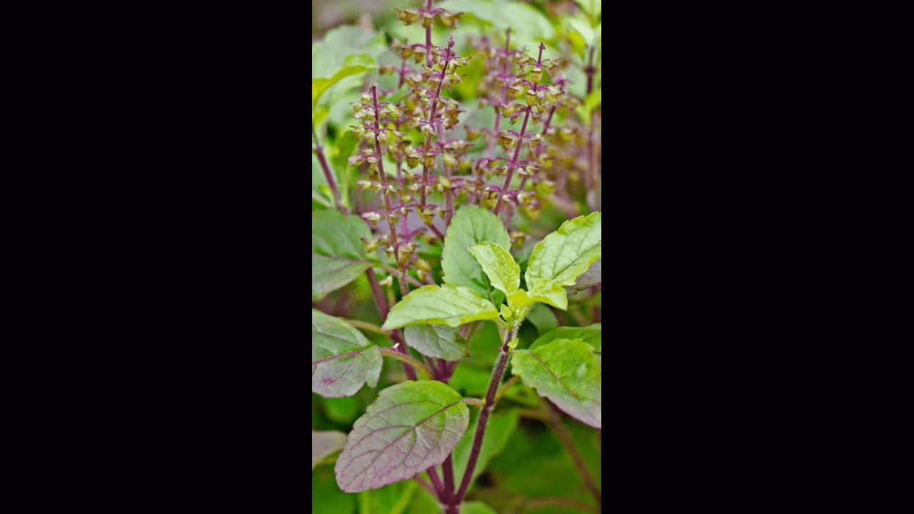 Thulasi, Maruthani in Dreams: கனவில் வரும் துளசி செடி.. நல்லதா? கெட்டதா? கனவு சாஸ்திரம் சொல்லும் பலன் இதுதான்! Thulasi, Maruthani in Dreams: கனவில் வரும் துளசி செடி.. நல்லதா? கெட்டதா? கனவு சாஸ்திரம் சொல்லும் பலன் இதுதான்!