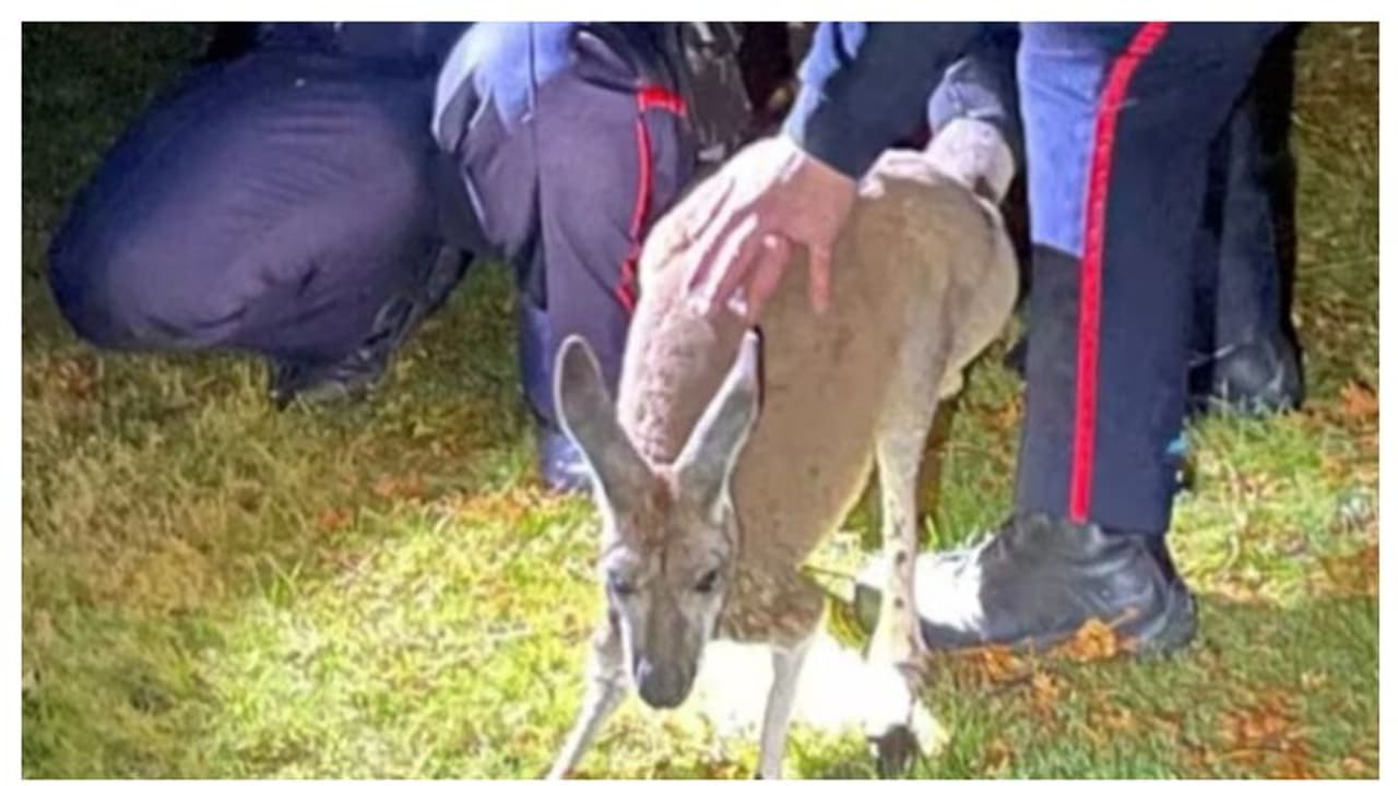 കങ്കാരുവിനെന്ത് പൊലീസ്; വാലില്‍ പിടിച്ച പട്രോളിങ് ഉദ്യോഗസ്ഥൻറെ മുഖത്തടിച്ച് കങ്കാരു