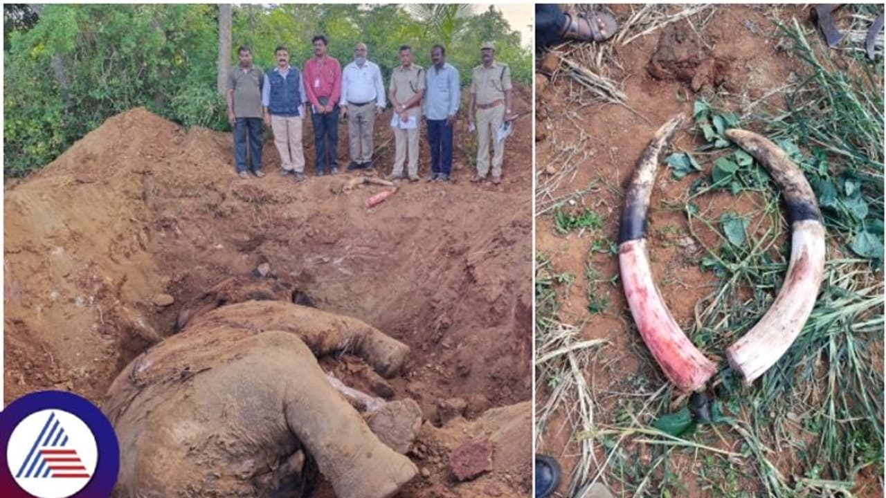 ಅರ್ಜುನ ಸಾವಿನ ಬೆನ್ನಲ್ಲೇ ಮತ್ತೊಂದು ಆನೆ ಸಾವು: ಬೆಳೆ ತಿನ್ನಲು ಬಂದ ಕಾಡಾನೆ ಕೊಂದು ಹೊಲದಲ್ಲೇ ಹೂಳಿದ ಜಮೀನ್ದಾರ! ಅರ್ಜುನ ಸಾವಿನ ಬೆನ್ನಲ್ಲೇ ಮತ್ತೊಂದು ಆನೆ ಸಾವು: ಬೆಳೆ ತಿನ್ನಲು ಬಂದ ಕಾಡಾನೆ ಕೊಂದು ಹೊಲದಲ್ಲೇ ಹೂಳಿದ ಜಮೀನ್ದಾರ!