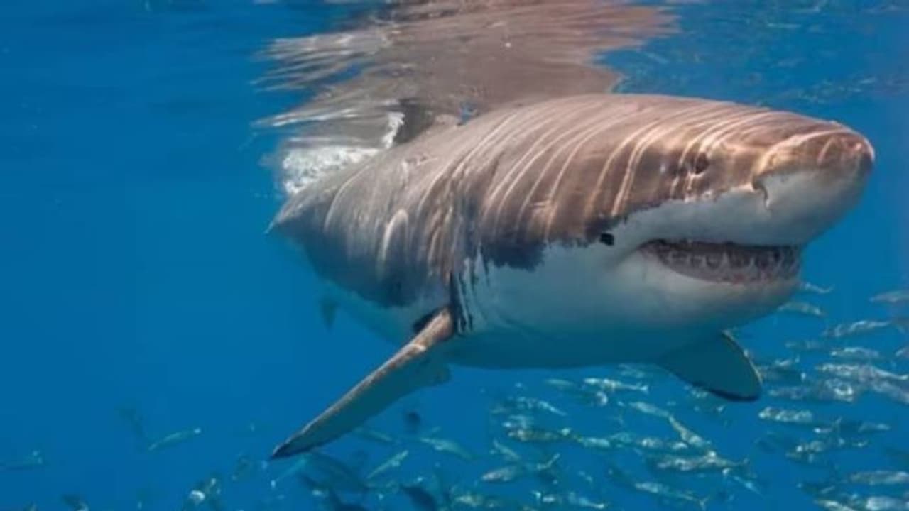Sharks off Brazil's Coast Test Positive for Cocaine, Study Finds Sharks off Brazil's Coast Test Positive for Cocaine, Study Finds