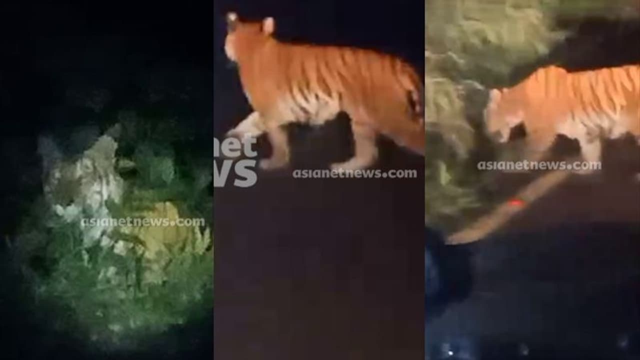 താമരശ്ശേരി ചുരത്തില് കടുവയിറങ്ങി!, ദൃശ്യങ്ങള് പുറത്ത്; യാത്രക്കാര്ക്ക് മുന്നറിയിപ്പ് താമരശ്ശേരി ചുരത്തില് കടുവയിറങ്ങി!, ദൃശ്യങ്ങള് പുറത്ത്; യാത്രക്കാര്ക്ക് മുന്നറിയിപ്പ്