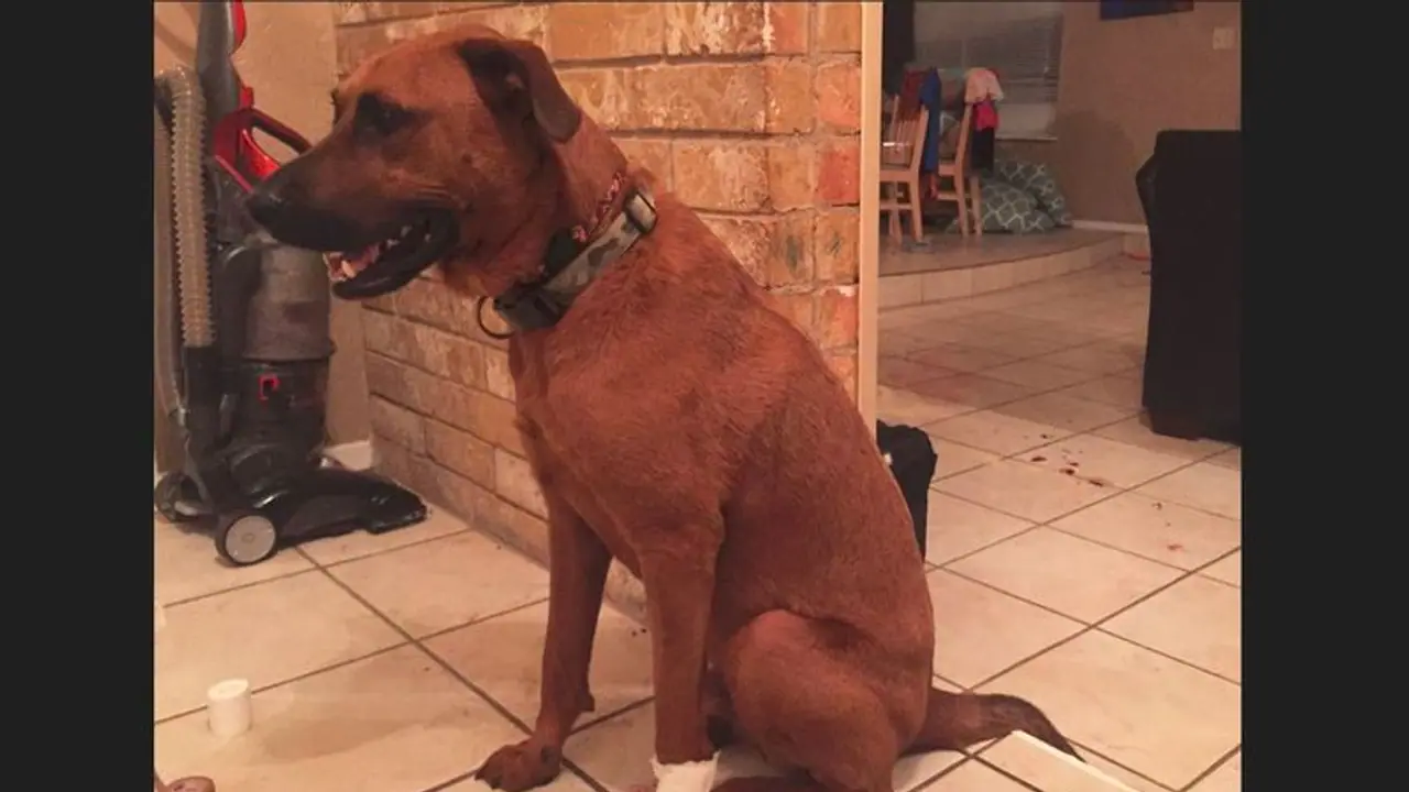 ತನ್ನ ಪ್ರಾಣದ ಹಂಗು ತೊರೆದು ಮನೆಯವರ ಜೀವ ಉಳಿಸಿದ ದತ್ತು ಪಡೆದ ಶ್ವಾನ ತನ್ನ ಪ್ರಾಣದ ಹಂಗು ತೊರೆದು ಮನೆಯವರ ಜೀವ ಉಳಿಸಿದ ದತ್ತು ಪಡೆದ ಶ್ವಾನ