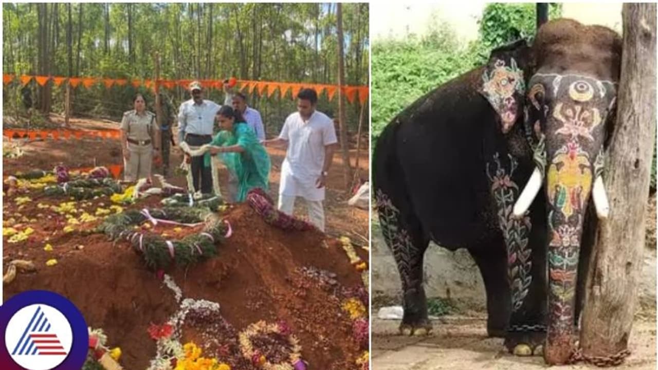 ವೀರಮರಣ ಹೊಂದಿದ ಅರ್ಜುನ ಆನೆ ಸಮಾಧಿಗೆ ಪೂಜೆ ಸಲ್ಲಿಸಿದ ಮೈಸೂರು ಒಡೆಯರ್ ದಂಪತಿ: ಕೊನೆಗೂ ಸಿಕ್ತು ರಾಜಮರ್ಯಾದೆ ! ವೀರಮರಣ ಹೊಂದಿದ ಅರ್ಜುನ ಆನೆ ಸಮಾಧಿಗೆ ಪೂಜೆ ಸಲ್ಲಿಸಿದ ಮೈಸೂರು ಒಡೆಯರ್ ದಂಪತಿ: ಕೊನೆಗೂ ಸಿಕ್ತು ರಾಜಮರ್ಯಾದೆ !