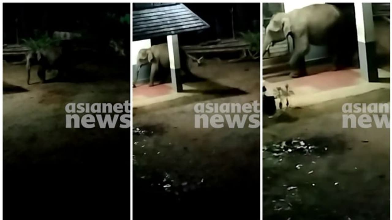 ഒന്നും രണ്ടുമല്ല, 5 കുട്ടിക്കൊമ്പൻമാരടക്കം 17 കാട്ടാനകൾ, കഞ്ചിക്കോട് നിലയുറപ്പിച്ച് കാട്ടാനക്കൂട്ടം ഒന്നും രണ്ടുമല്ല, 5 കുട്ടിക്കൊമ്പൻമാരടക്കം 17 കാട്ടാനകൾ, കഞ്ചിക്കോട് നിലയുറപ്പിച്ച് കാട്ടാനക്കൂട്ടം