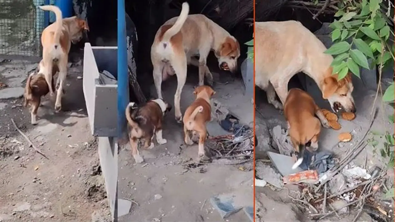 ನಾಯಿಯಾದರೇನು, ಮಾತೃ ಮಮತೆ ಕಡಿಮೆಯಾಗುತ್ತಾ? ಹೊಟ್ಟೆ ತುಂಬಿಸಲು ತಾಯಿ ಹರಸಾಹಸ!: ಭಾವುಕ ವೀಡಿಯೋ ವೈರಲ್
